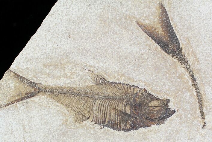 Diplomystus Fossil Fish - Wyoming #20824